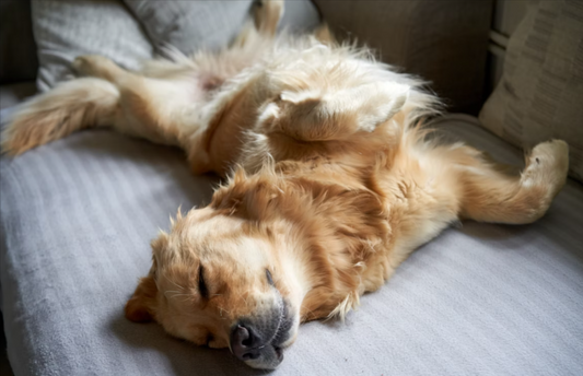 How to Tire Out a High Energy Dog Without Long Walks