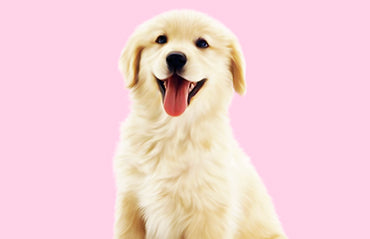 5 Signs Your Dog Might Have Anxiety