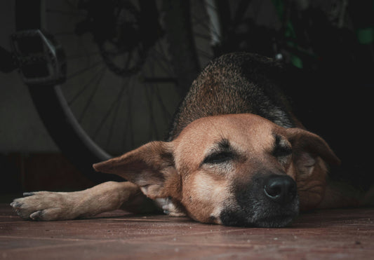 Understanding and Managing Anxiety in Dogs